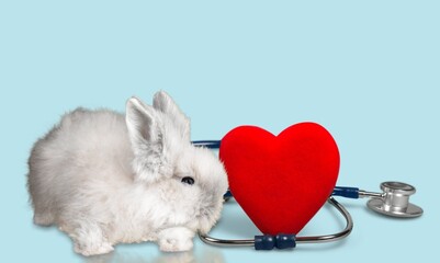 Poster - vet concept. Cute rabbit or bunny and medical stethoscope