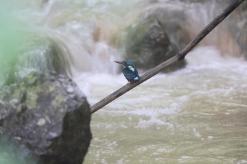 Poster - Indigo-banded kingfisher (Ceyx cyanopectus) in Luzon island, Philippines