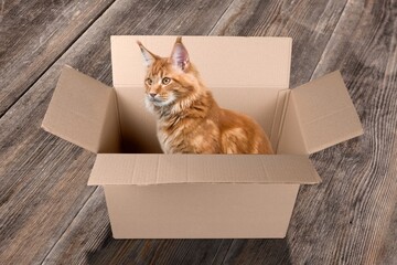 Canvas Print - Funny cute domestic cat sit in cardboard box