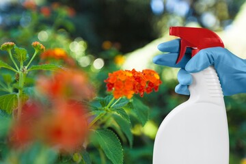 Wall Mural - Treatment of flowers from pests, hand hold bottle
