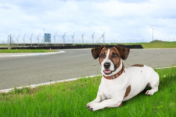 Canvas Print - Happy young smart dog lying on green grass