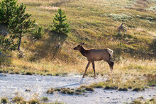 Young Elk Crossing Small Stream In Field