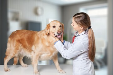 Wall Mural - Vet doctor examining cute smart dog in clinic