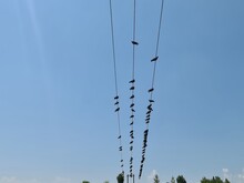Pigeons Flock On Electric