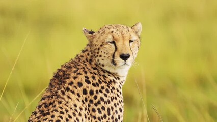 close up of cheetah head surveying the lanscape searching for prey, detail of fur and spotted markin