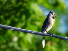 Close Up Macro Of Blue Jay On Electrical Wire With Green Forest In Background