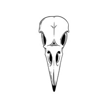 Crow Skull Sketch. Halloween Skull For Spooky Designs. Vector Illustration Isolated In White Background