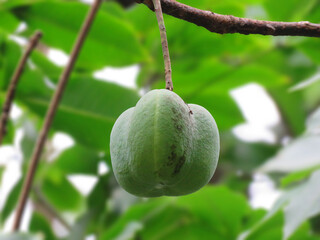 Fresh green rubber seeds on tree. Rubber tree seed. Hevea brasiliensis.