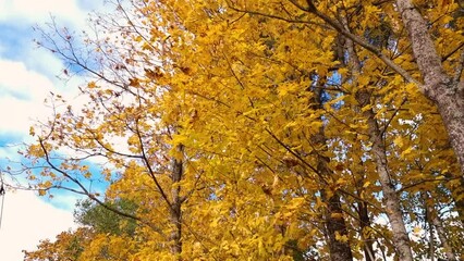 Wall Mural - orange and yellow autumn maple tree branch swaying in the wind at sunny autumnal day on blue sky bac