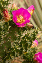 Pink Flower Of A Walking Stick Cholla Cactus In Connecticut.