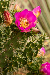 Poster - Pink flower of a walking stick cholla cactus in Connecticut.