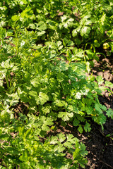 Poster - organic cilantro in the garden