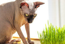 The Canadian Sphynx Cat Eats Sprouted Wheat Grass For Animals.