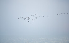 A Flock Of Migratory Birds In The Sky Above The Sea.