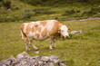 grazing cows in the mountains