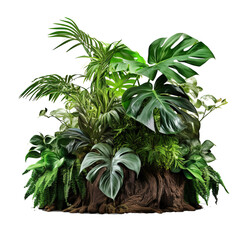 Poster - Jungle tree trunk with climbing Monstera (Monstera deliciosa), bird’s nest fern, philodendron and forest orchid green leaves tropical foliage plants isolated on white background with clipping path.