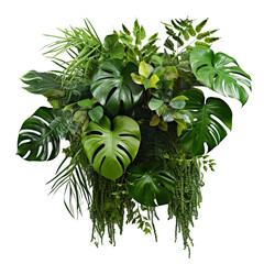 Sticker - Tropical foliage plant bush of Monstera and hanging fern green leaves floral arrangment nature backdrop isolated on white background.