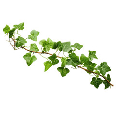 Poster - Bush grape or three-leaved wild vine cayratia (Cayratia trifolia) liana ivy plant bush, nature frame jungle border isolated on white background, clipping path included.