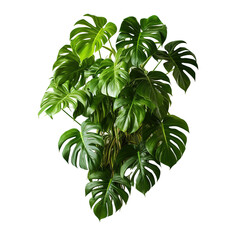 Poster - Green leaves of native Monstera (Epipremnum pinnatum) liana plant growing in wild climbing on jungle tree, tropical forest plant evergreen vines bush isolated on white background with clipping path.