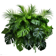 Sticker - Tropical leaves foliage plant bush floral arrangement nature backdrop isolated on white background, clipping path included.