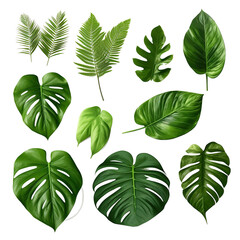 Poster - Tropical leaves set isolated on white background, clipping path included. Green leaves of Philodendron, Monstera, and Pothos the evergreen vine exotic plant.