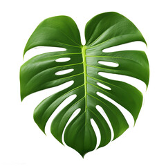 Poster - Dark green leaves of monstera or split-leaf philodendron (Monstera deliciosa) the tropical foliage plant growing in wild isolated on white background, clipping path included.