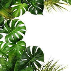 Poster - Tropical leaves nature frame layout of Monstera and split-leaf philodendron the exotic foliage plants isolated on white background