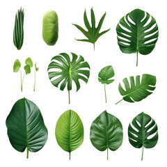 Poster - Tropical leaves set isolated on white background with clipping path, green leaves of Monstera, Alocasia, Anthurium, and Philodendrons the exotic foliage plants.