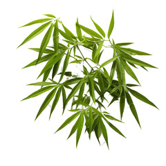 Aufkleber - Dark green leaves of bamboo ornamental forest garden plant isolated on white background, clipping path included.