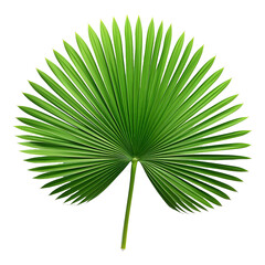 Poster - Palm with circular leaves or Fan palm frond tropical leaf nature green pattern isolated on white background, clipping path included.