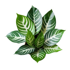 Poster - Variegated shell ginger leaves (Alpinia zerumbet 'Variegata), tropical forest plant isolated on white background, clipping path included.