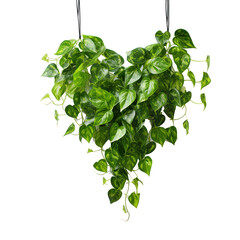 Poster - Heart shaped green variegated leave hanging vine plant bush of devil’s ivy or golden pothos.