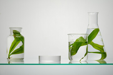 Wall Mural - Fresh seaweed leaves are stored in a glass laboratory flask, placed on a glass base on backlit background. Scene for advertising and branding with seaweed extract and blank space for display product