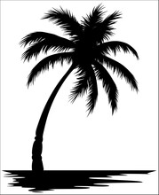 Coconut Tree Silhouette Vector Illustration 
