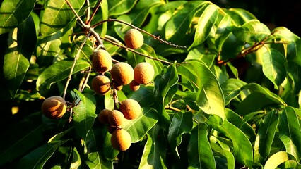 Wall Mural - Longan fruits on tree, out door  Chiangmai Thailand.