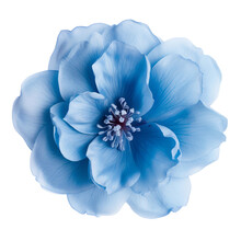 Blue Flower Isolated On White