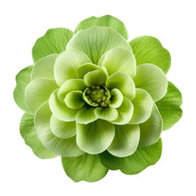 Green Flower Isolated On White Background