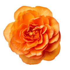 Wall Mural - orange flower isolated on white