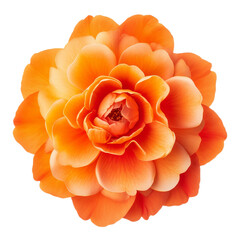 orange flower isolated on white