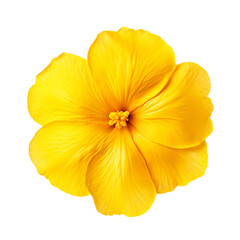 Wall Mural - yellow flower isolated on white background