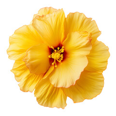 yellow flower isolated on white