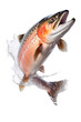 fresh salmon jumping out of the water, white isolated background PNG