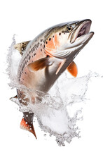 Fresh Salmon Jumping Out Of The Water, White Isolated Background PNG