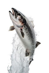 fresh salmon jumping out of the water, white isolated background PNG