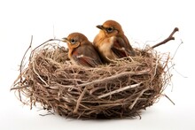 Bird Nest With Two Baby Birds Isolated On White Background. Generative AI
