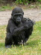 © Peter - Gorilla