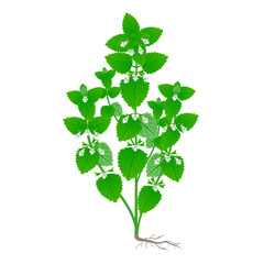 Wall Mural - Melissa officinalis plant with flowers and roots on a white background.