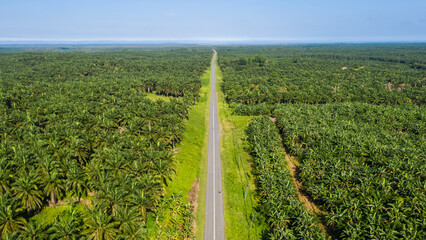 Wall Mural - Aerial view of palm oil plantation At Sandakan Sabah, Borneo. Aerial view