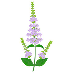 Wall Mural - Mint branch with flowers on a white background.