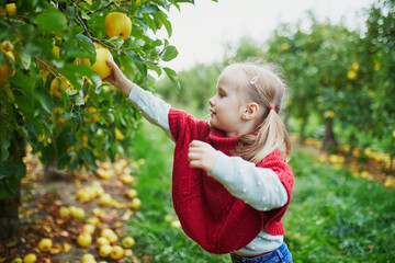 Wall Mural - Adorable preschooler girl picking yellow ripe organic apples